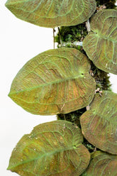 Pothos pugnax